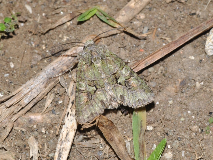 Determinazione - Dryobotodes carbonis, Noctuidae